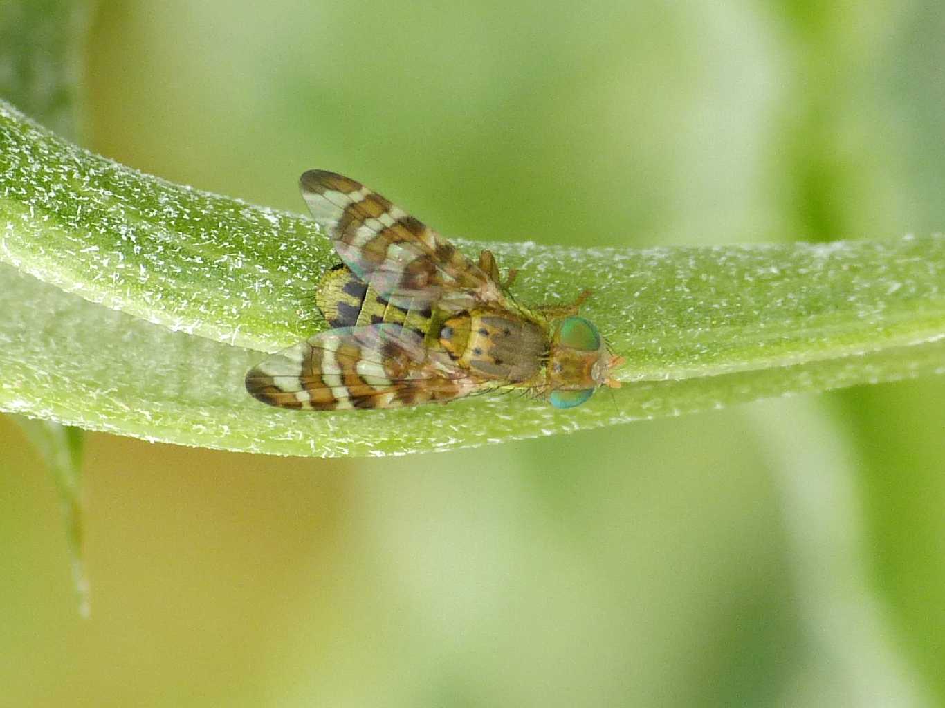 Chaetostomella cf. cylindrica con ovoidi sotto l''addome